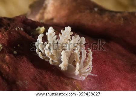 Underwater picture of Phyllodesmium crypticum, Nudibranch, Sea Slug