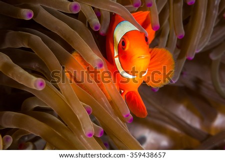 Underwater picture of Maroon Clownfish, Nemo fish in Anemone