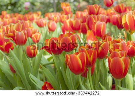 Fresh colorful tulips in sunlight