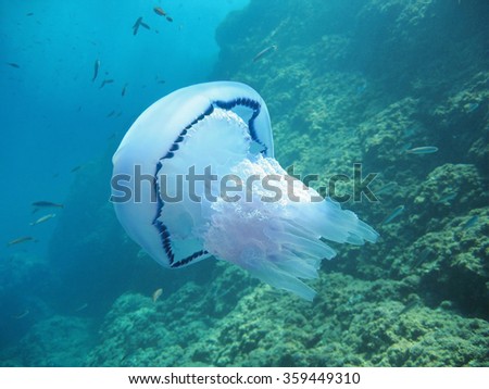 Barrel jellyfish, Rhizostoma pulmo, with rock in background, Mediterranean sea, France