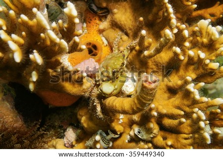 Underwater marine life, a green clinging crab, Mithraculus sculptus, on fire coral, Caribbean sea