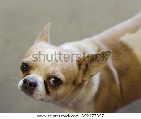 Chubby Chihuahua