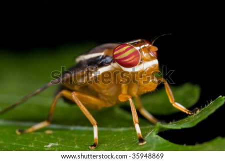 A signal fly, Platystomatidae