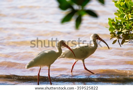White Ibis  in a Shallow Pond - Florida
