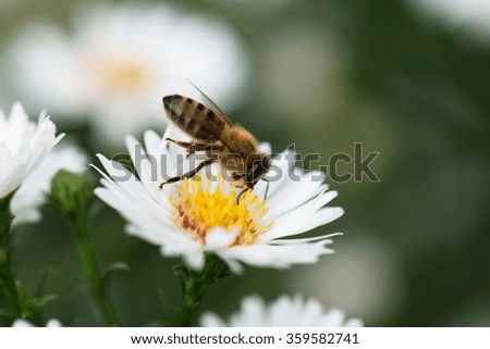 detail of active honey bee pollinating white flowers in the country garden