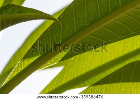 green leaves isolated against the blue sky. some leases are in focus while others are blurred.  