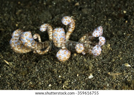 Underwater picture of  Phyllodesmiun longicera Nudibranch, Sea Slug