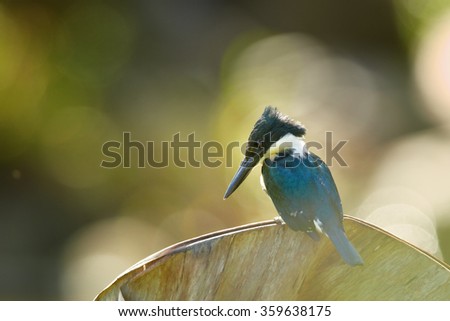 
Caribbean birding: Green Kingfisher, Chloroceryle americana, perched on banana leaf against blurred sun sparkling water in background.  Side view, Nice bokeh. Trinidad  Tobago.