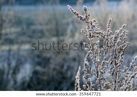 Winter scene and landscape, snowy fir, nature covered in snow. selective focus and narrow depth of field