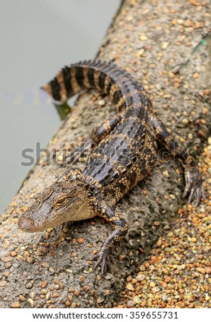 Baby alligator resting on a sandy bank.