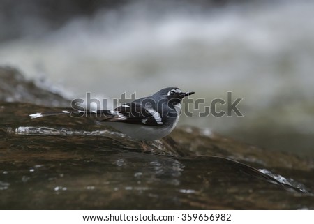 Slaty-backed forktaill in the stream.