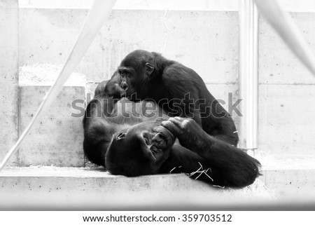 Two Chimpanzee hug one another. Black and white picture with the image of hugging monkeys. Close up.