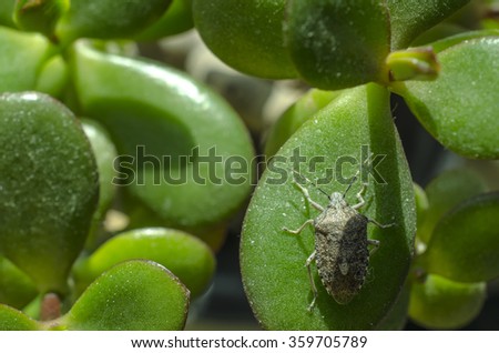 beetle on a green leaf