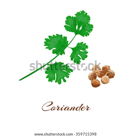 Coriander or cilantro. Isolated on White. Vector. Royalty-Free Stock Photo #359715398