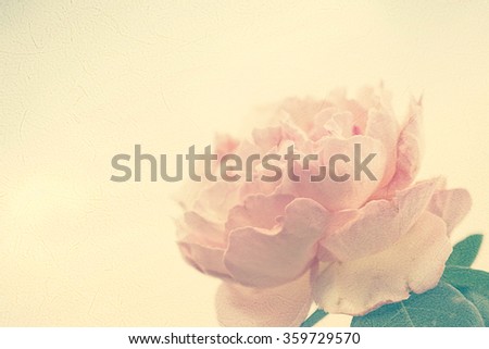 sweet roses in vintage color style on mulberry paper texture for background