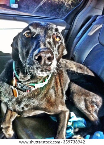 Black dog in car