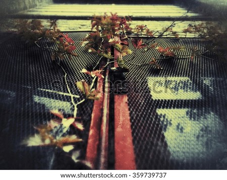 Fall colors of a vine climb an urban industrial wire mesh window.