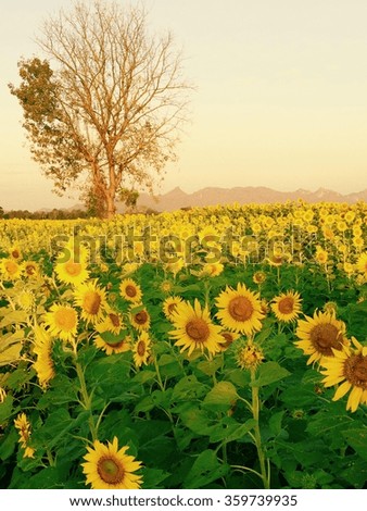 Sunflowers at Lopburi, thailand