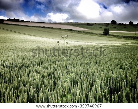 Cow Parsley Stands out in the Wheat Field, in Godmanstone, Cerne Valley, Dorset