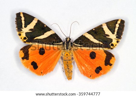 Jersey Tiger moth latin name Euplagia quadripunctaria isolated on white.