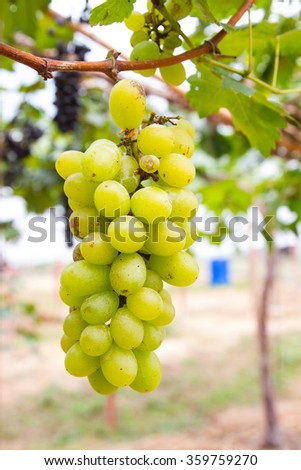 Picture of ripe white grape branch, grape leaves background, tasty sweet fruits, warm sunlight through fresh green grapes leaves, vine produce, winery industry, vines valley