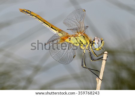 Dragonfly in the Ebro Delta 