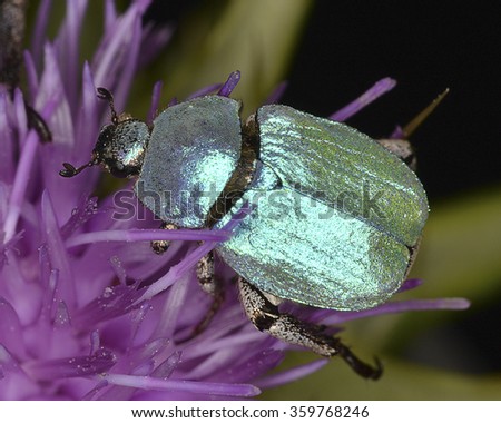 Male of Hoplia coerulea, a species of scarabaeid beetle belonging to the subfamily Rutelinae. Royalty-Free Stock Photo #359768246