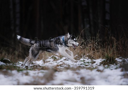 Dog Siberian Husky walking in winter park