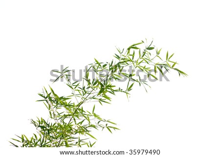 High resolution image of   bamboo leaves isolated on a white background