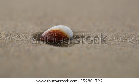 Photo closeup of one beautiful white and orange shell lying on beige beach sea marine grained sand on blurred background, horizontal picture