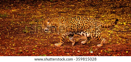 The leopard goes by the ground, covered with an orange leaves and almost fuses with it.
