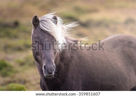 Wild horse in greenery during sunset autumn season Iceland