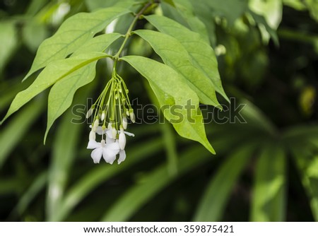 White jasmine flower in selective focus with blurred background.