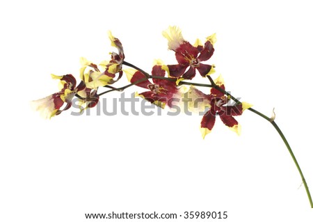 Bright orchid isolated on white