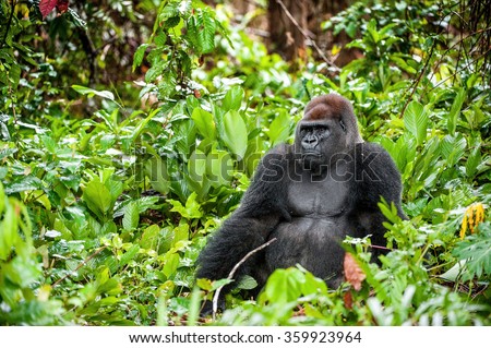 Portrait of a western lowland gorilla (Gorilla gorilla gorilla) close up at a short distance. Silverback - adult male of a gorilla in a native habitat. Jungle of the Central African Republic.  Royalty-Free Stock Photo #359923964