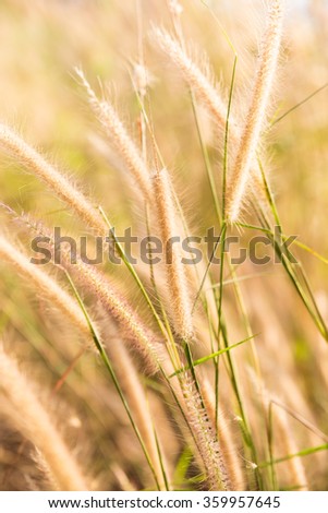 Close up grass flower with sunset sunlight