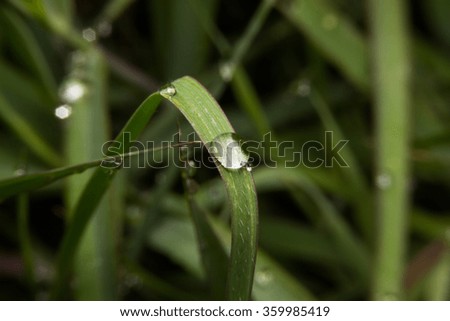 morning nature background with beautiful drop,asia