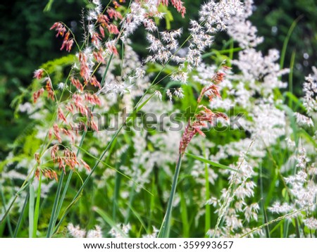 Grass flower and meadow on winter season