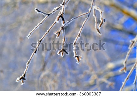 branch covered with frosty rime. winter macro picture. frosty winter, sunny day. Beauty!