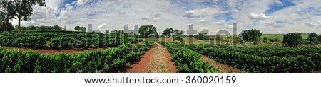 Plantation - Young coffee plantation skyline landscape Royalty-Free Stock Photo #360020159