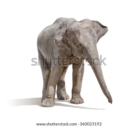 elephant isolated on white background with clipping path