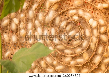 group of silk worm cocoons nests 