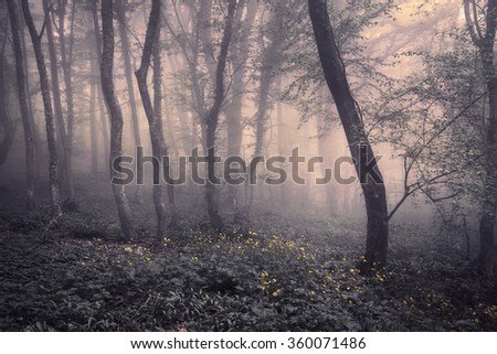 Mysterious dark old forest in fog with flowers. Spring morning in Crimea. Magical atmosphere. Beautiful natural landscape. Vintage style
