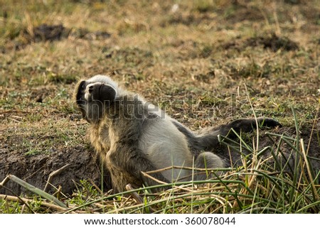 Baboon being lazy in a ditch.