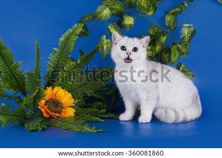 color silver chinchilla cat on a blue background isolated