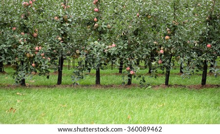 Photo closeup of beautiful apple garden full of ripped red apples trees in rows big fruit heavy branches green leaves and grass on agrarian background, horizontal picture