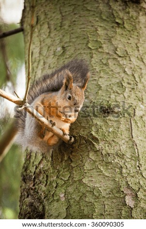 Eurasian red squirrel in the tree