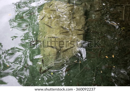 Photo closeup of many grey fish on top clear water surface with ripples of transparent lake pond stone bed day time on natural landscape background, horizontal picture
