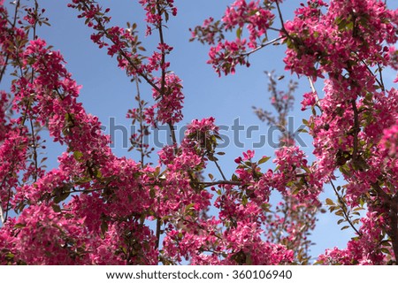 Spring blooming apple tree with blue sky in the background