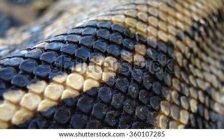Snake skin background python